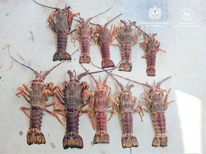 Speeding man found with illegal catch