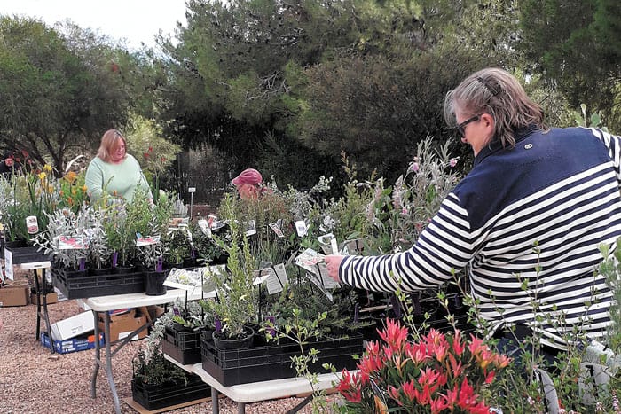 Australian native plants sale