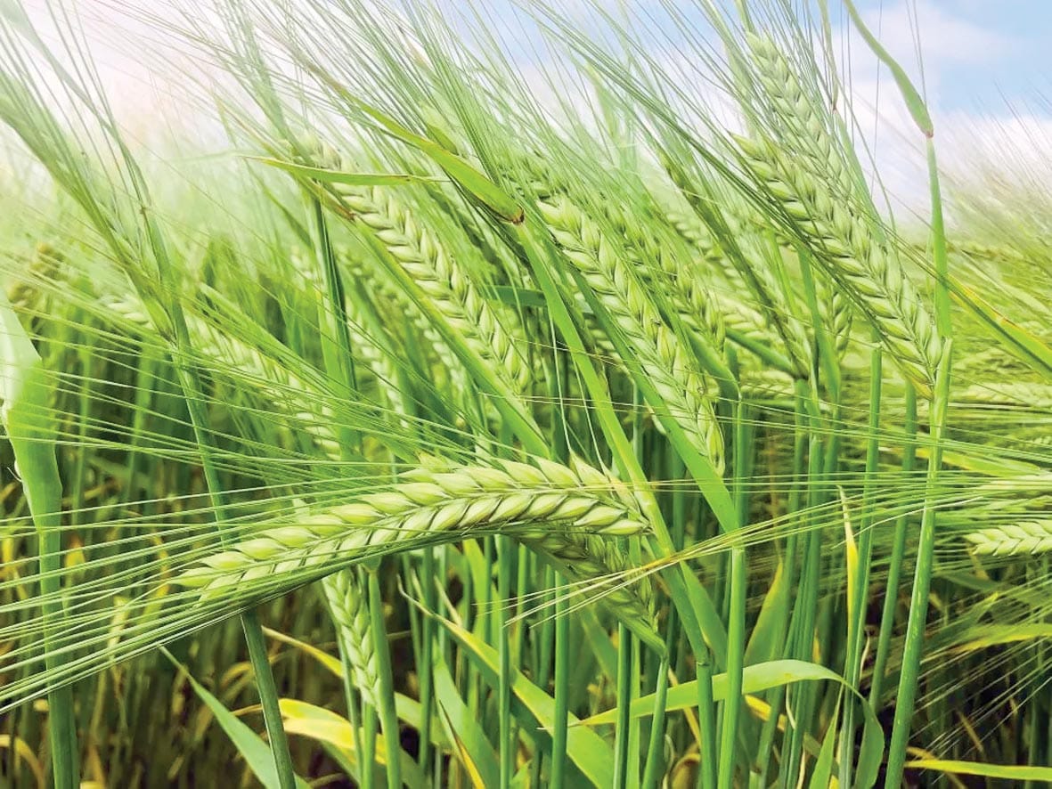 Two varieties classified for malting
