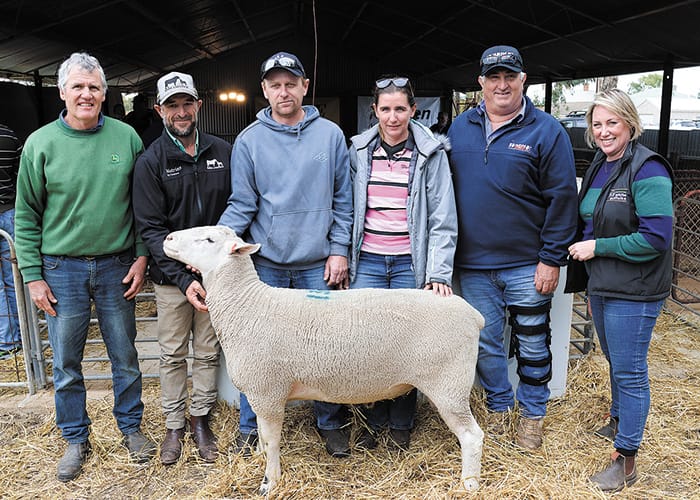 Jandebrey White Suffolk Stud, Sandilands