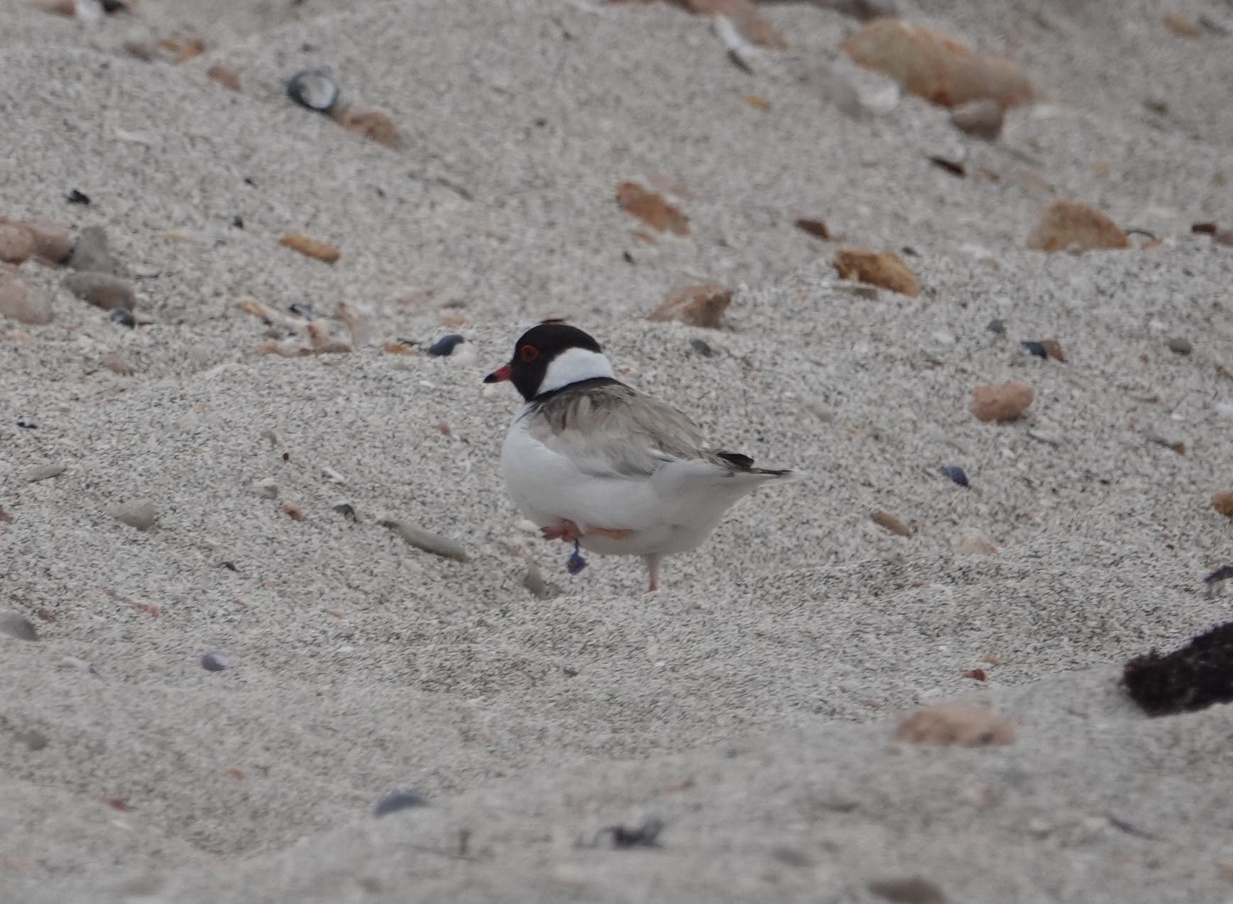 The great plover rescue