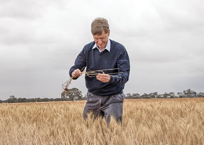 Resistant ryegrass challenges disc seeding systems