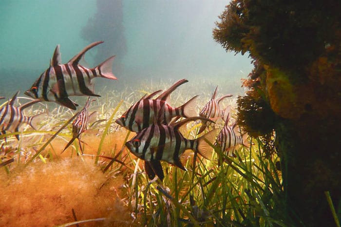 Southern YP spots among SA’s best locations for snorkelling