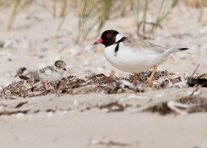 Plover chicks struggling