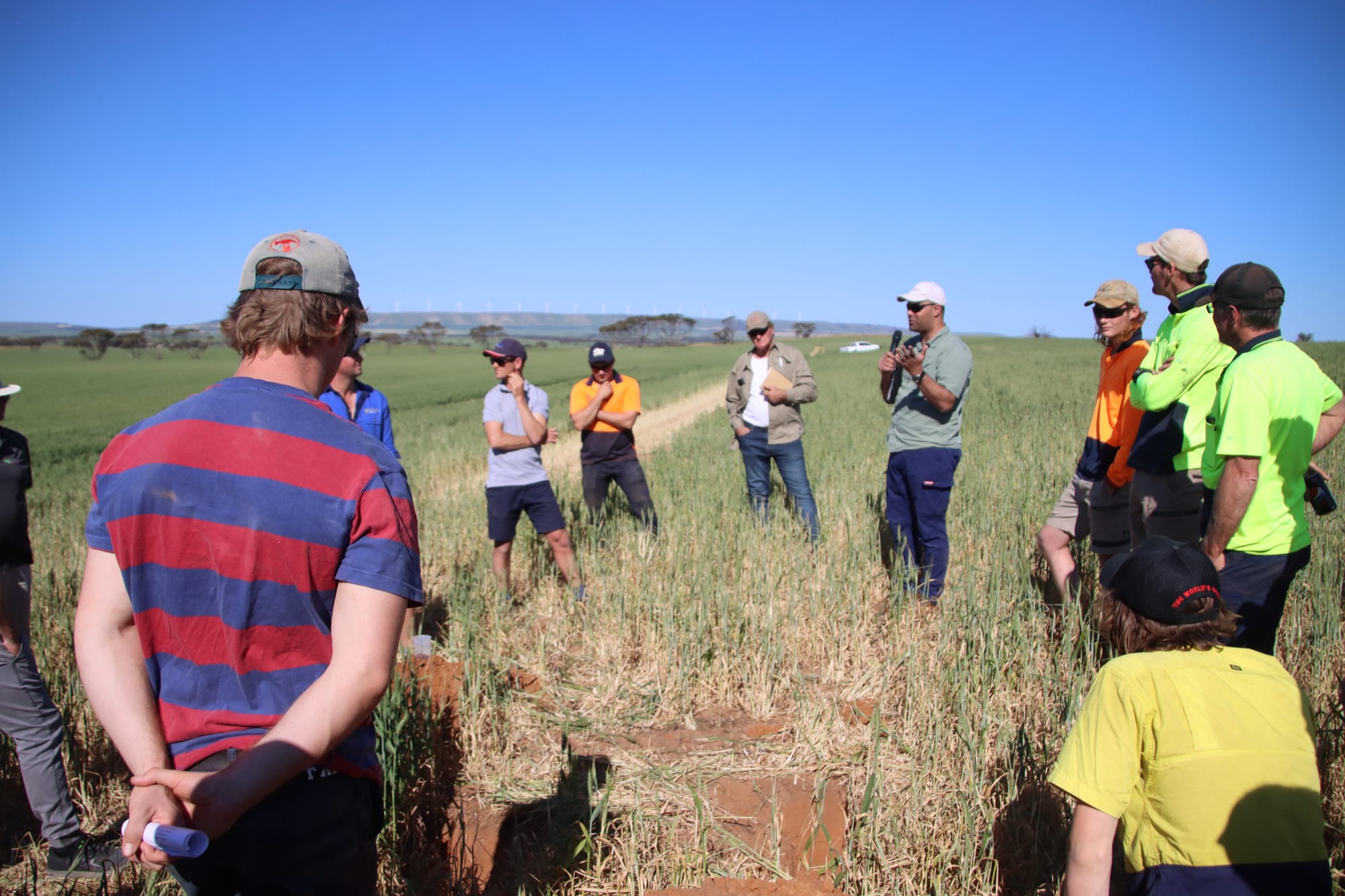 NYP growers take a crop walk