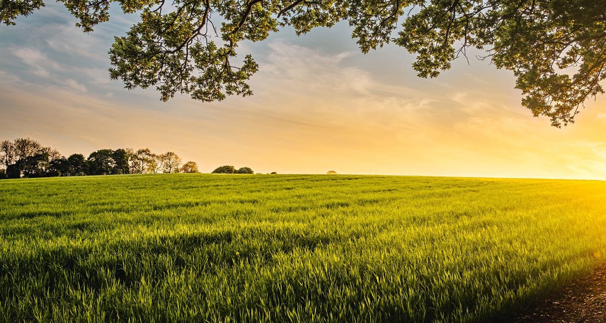 WRC giving farmers choice on GM crops