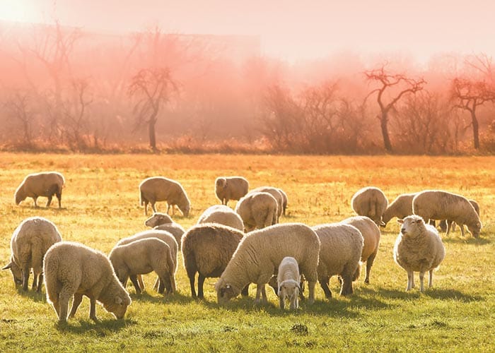 Warm YP welcome for ram buyers