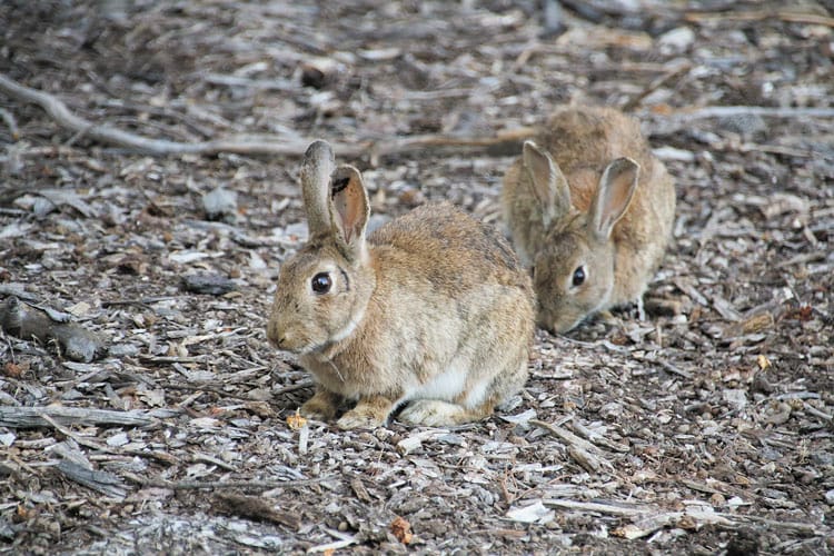 Citizen scientists hop to it with rabbit virus tracking project
