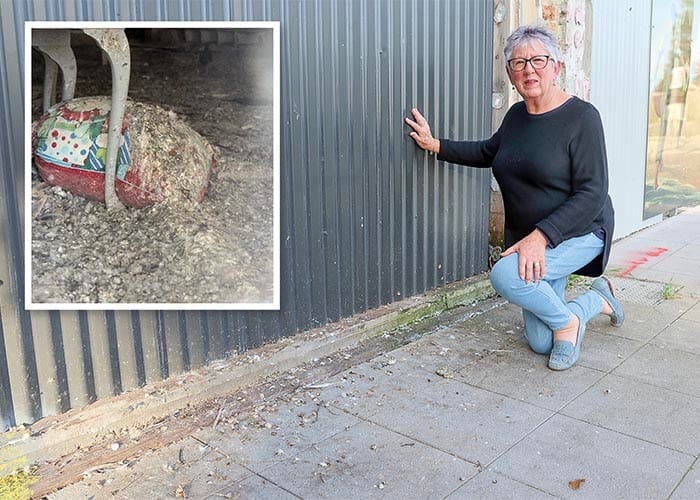 Council takes aim at pigeon problem