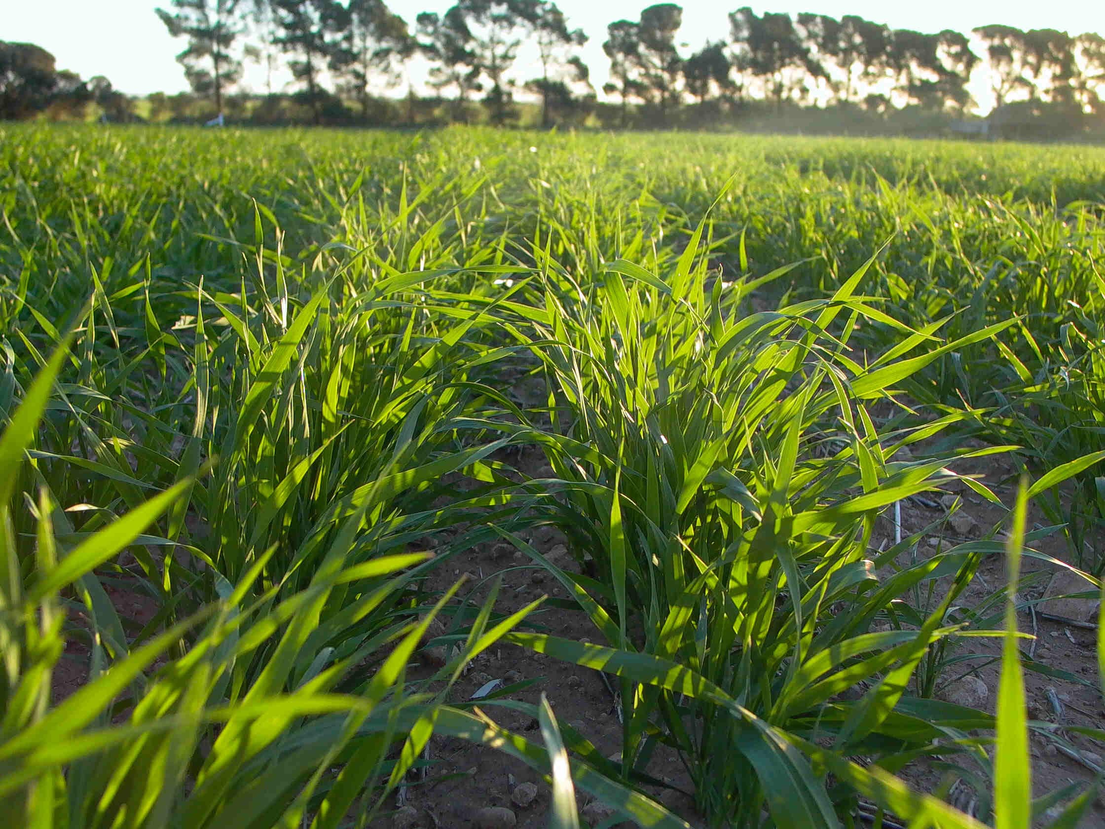 Soil moisture helps producers to sow early