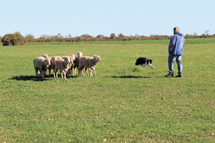 Sheep herding skills on display