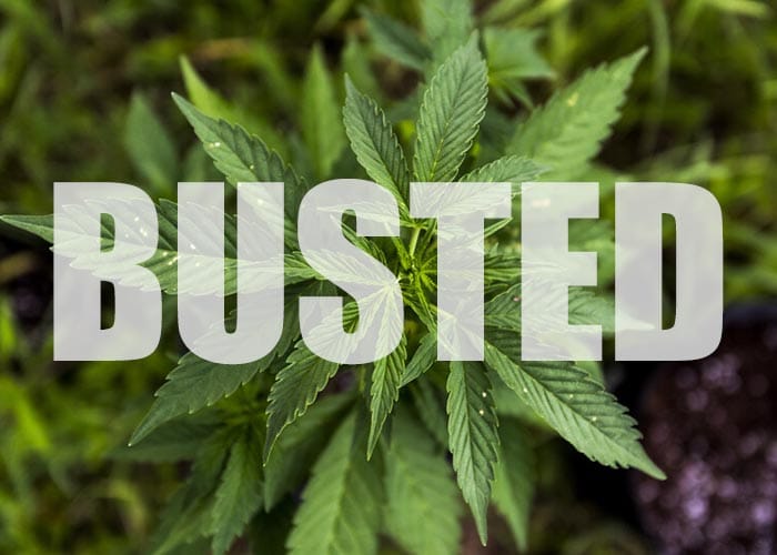 CYP drug bust