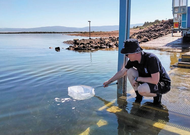 Baby snapper released into Spencer Gulf