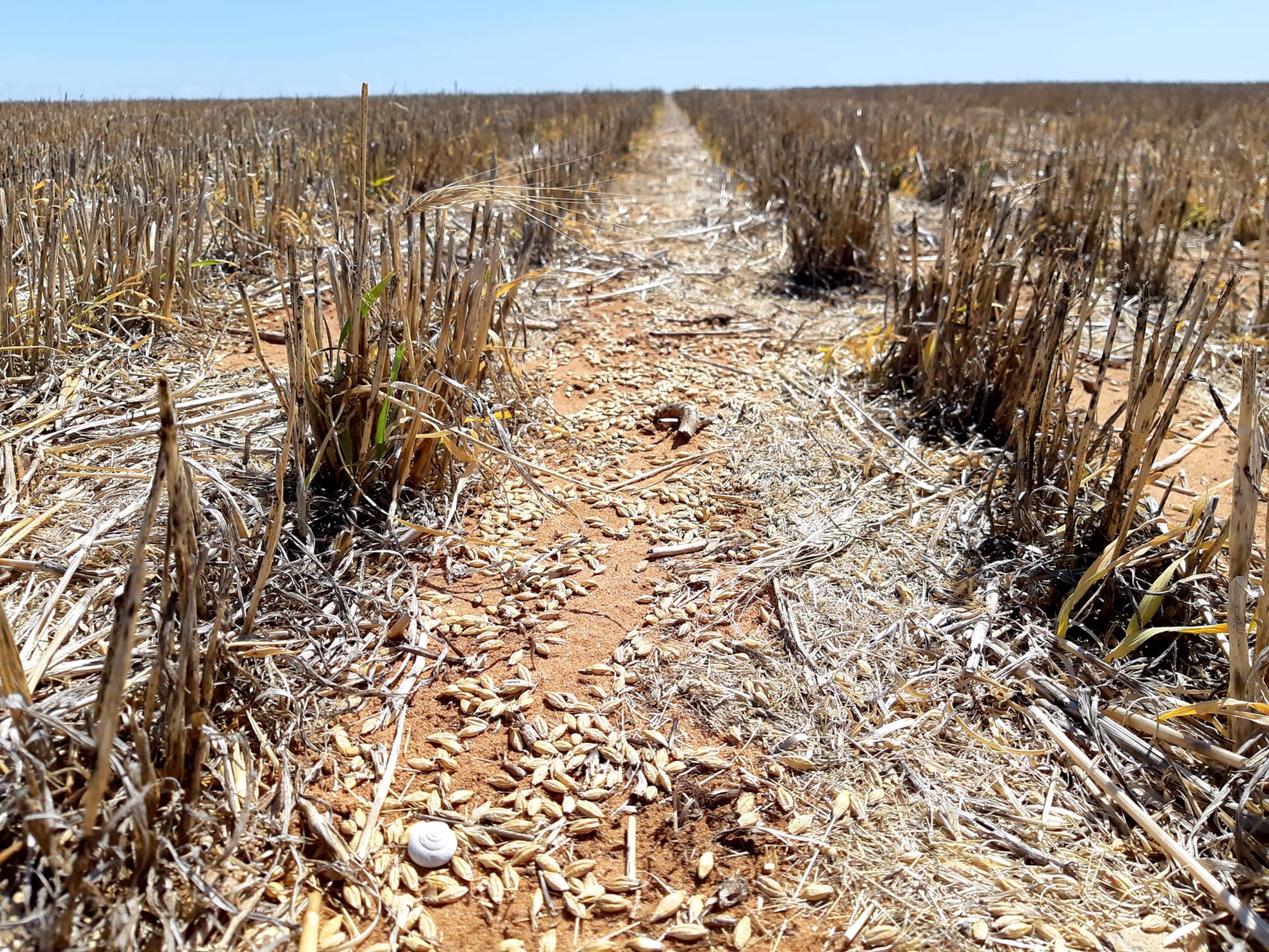 Minimise mouse risk this harvest