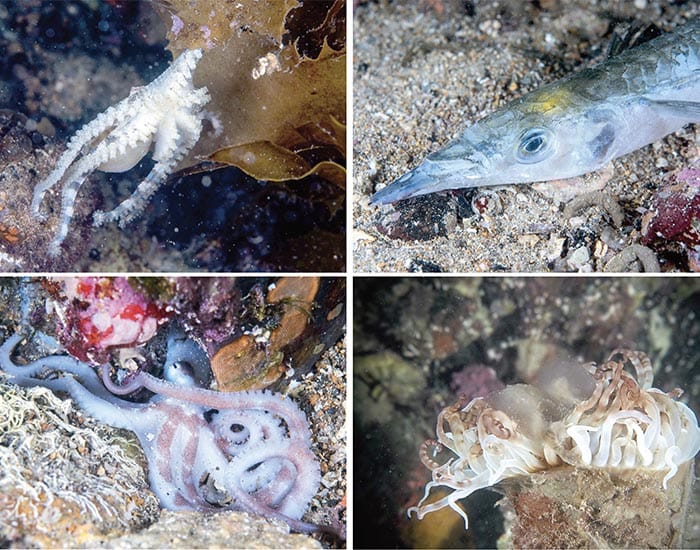 Toxic algae found along coast