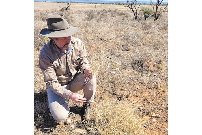 Invasive weeds destroying Moonta