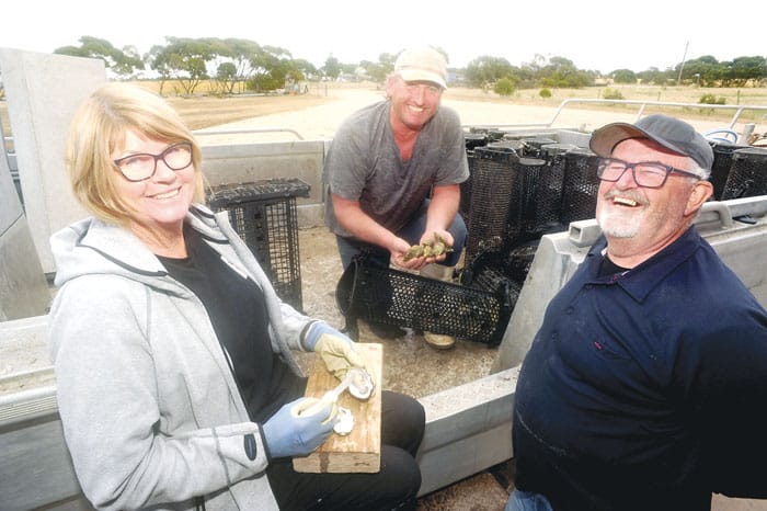 Local oysters still afloat