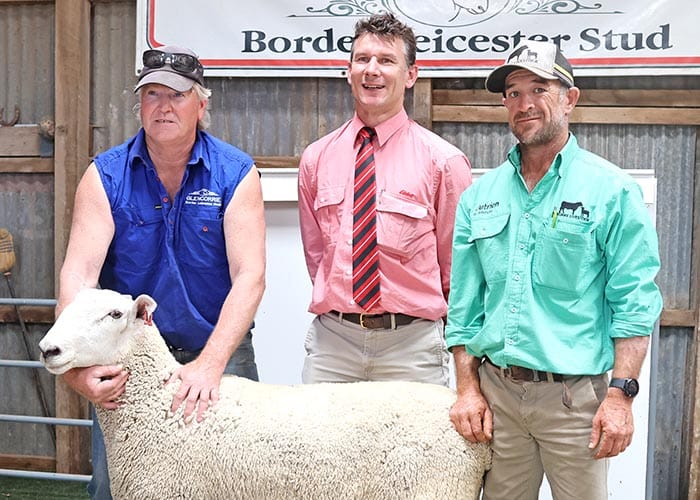 Glencorrie rams reach $5100