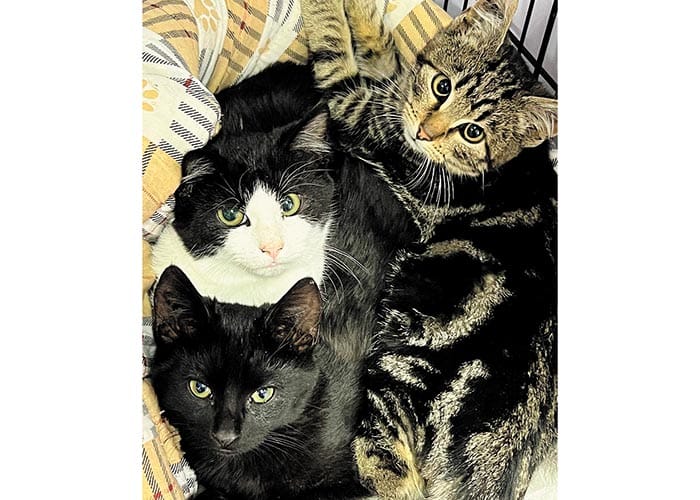 Feral cat frenzy on YP