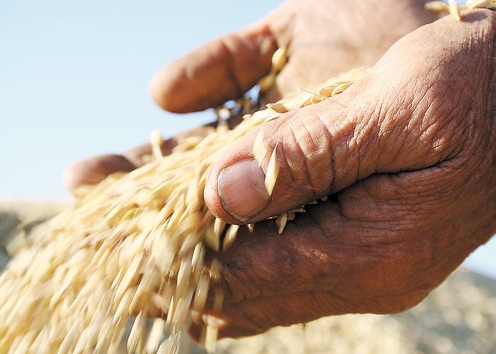 GPSA seed register to help drought-affected growers