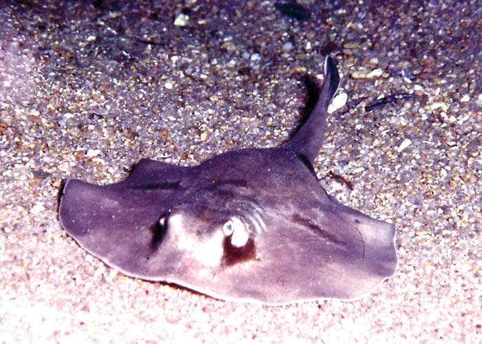 New protections for sharks and rays