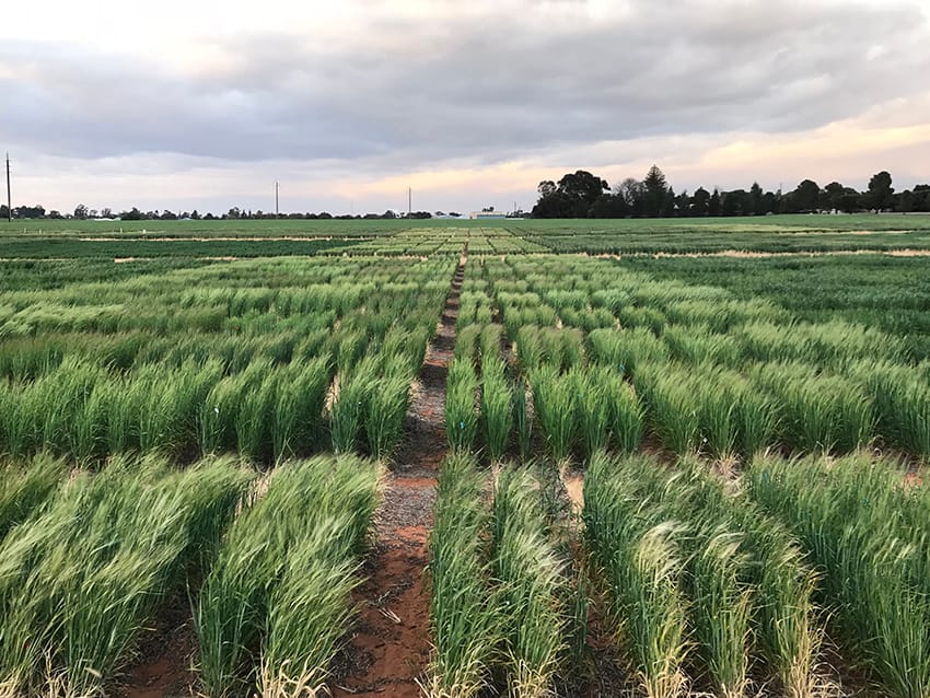 Potential new tool for frost screening in crops