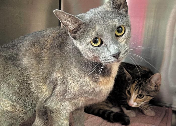Cat-astrophe as furry friends found dumped