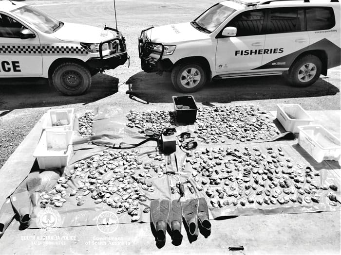 Abalone poachers under investigation