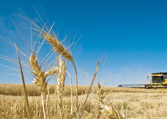 Grain farmers going greener