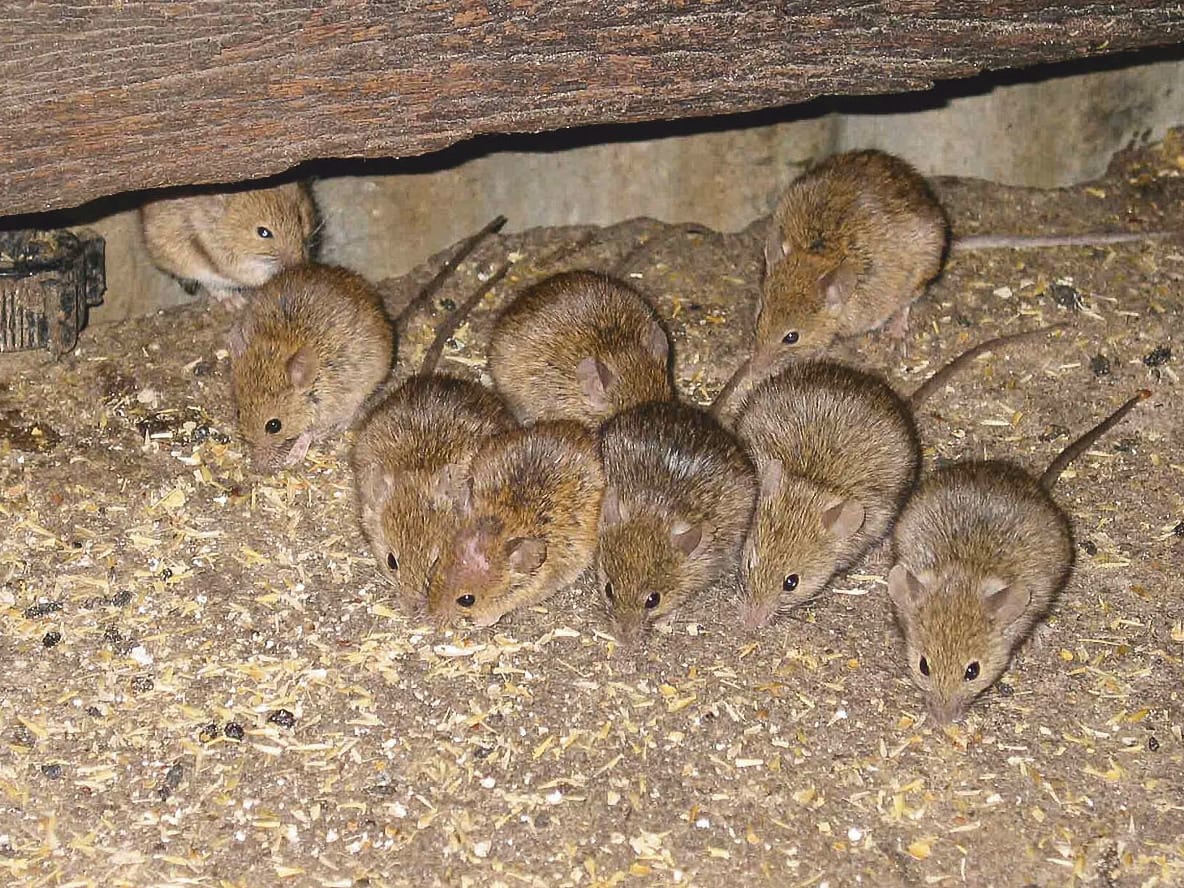 SYP mouse numbers an increasing concern
