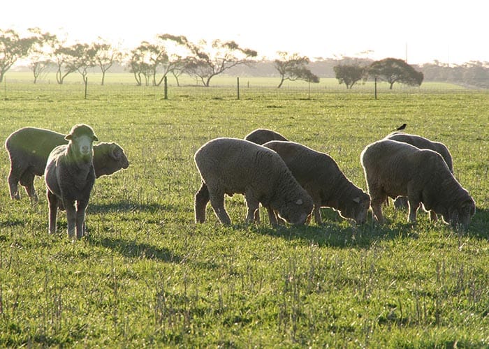 Seeking sites for mixed farming project