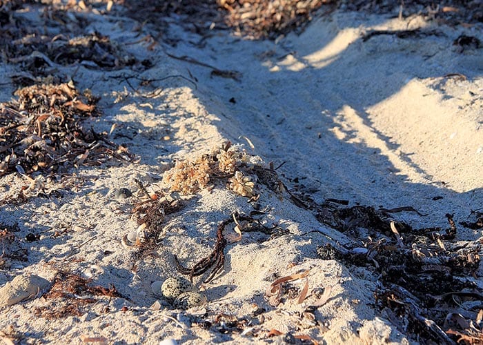 New strategy to protect Yorke Peninsula’s coast
