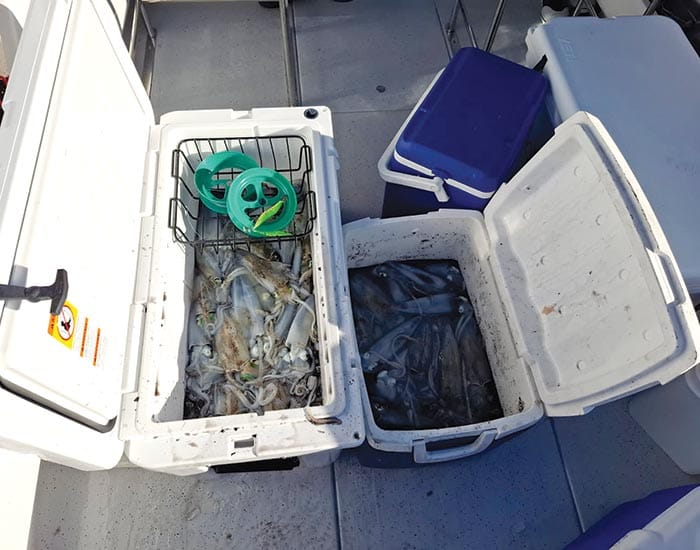 Fishers busted smuggling squid at Black Point
