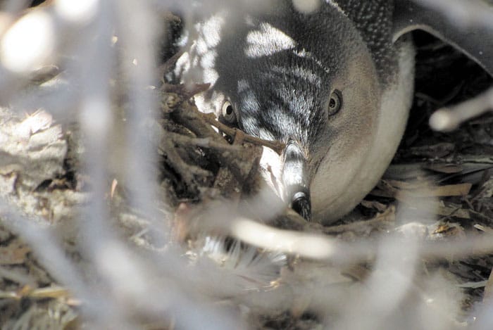 Human impact affects penguin activity, habitats