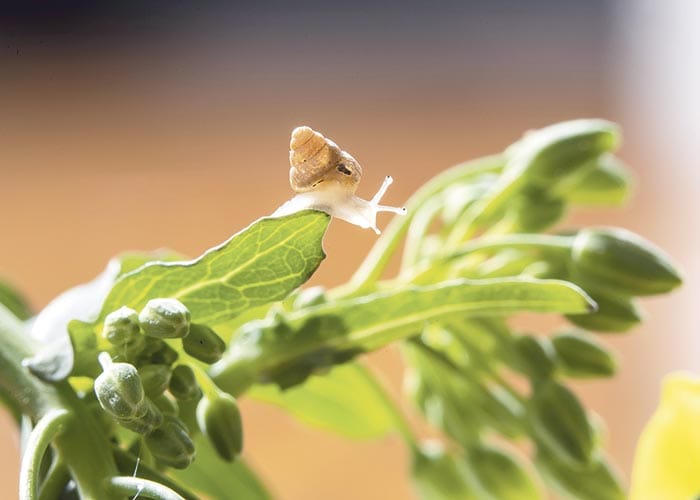 National project to research snail management