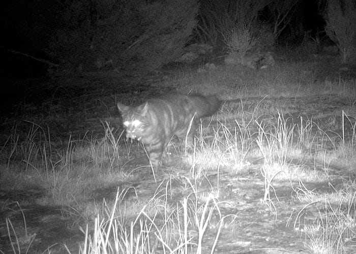 Keep your pets secure, protect native species