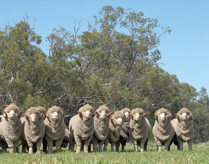 YP WELCOMES RAM BUYERS