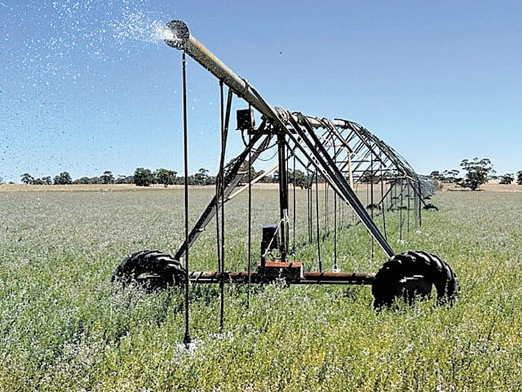 Lucerne, the crop that keeps on giving at Kooringal