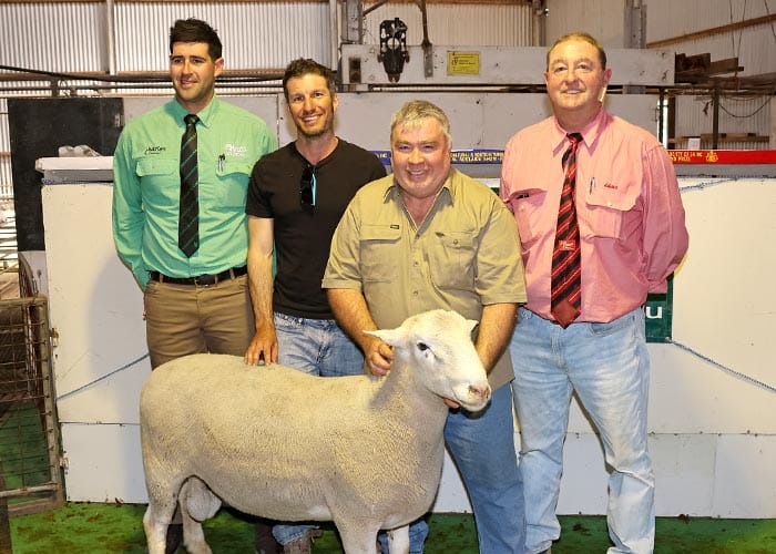 Healthy average at annual Anna Villa ram sale