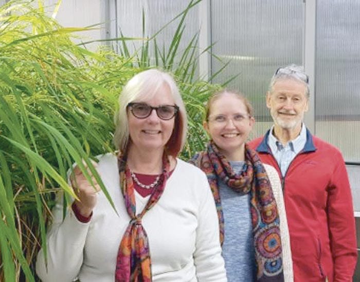 Improving wheat’s heat resilience