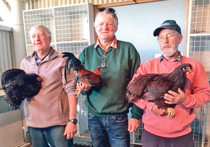YP Poultry and Pigeon Club