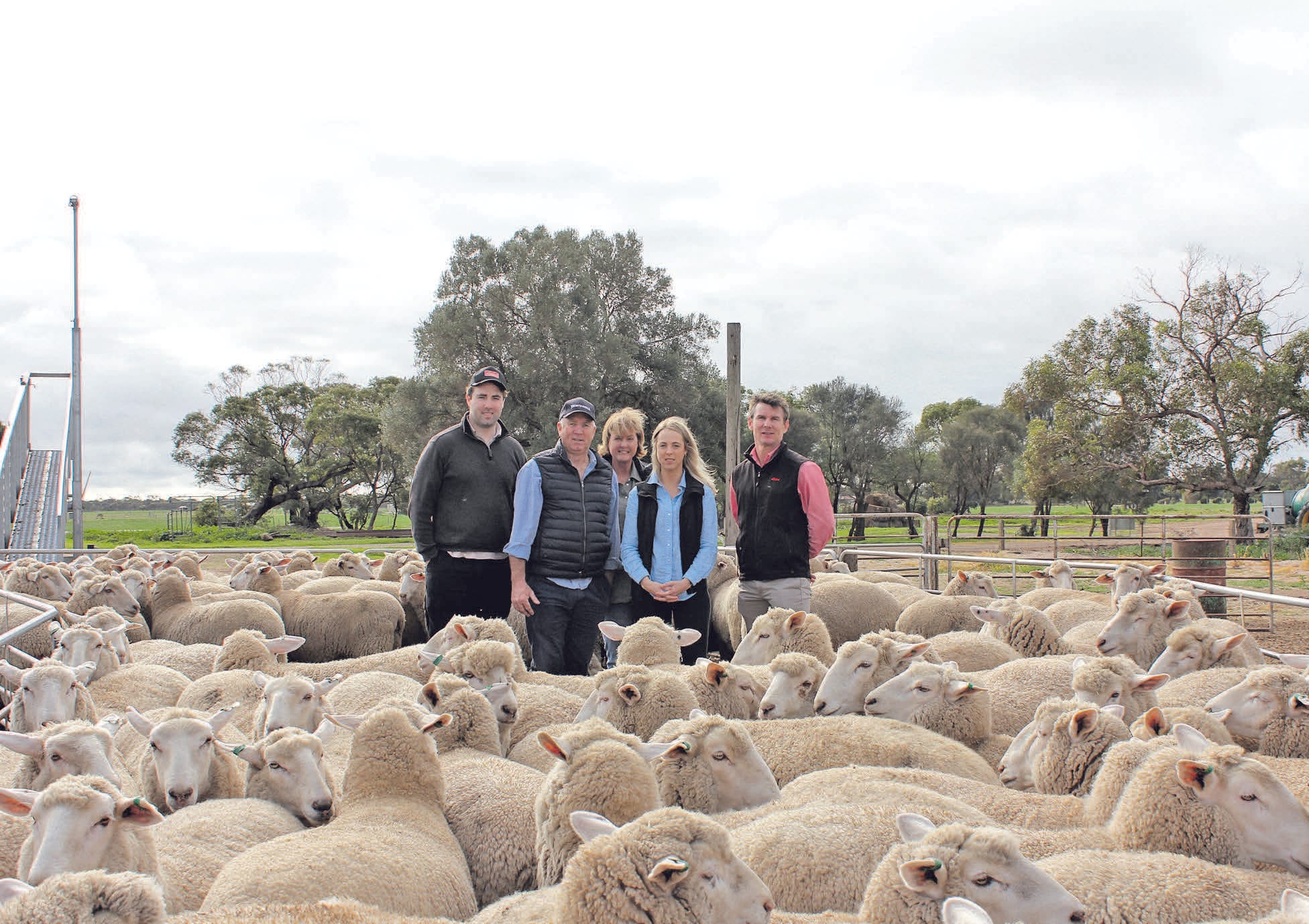 Minlaton first-cross ewes sale breaks price record online