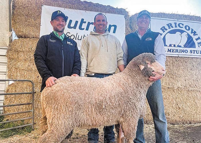 Carricowie Poll Merino Stud