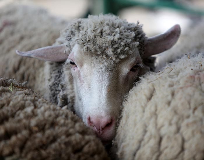 Award open for leaders in biosecurity