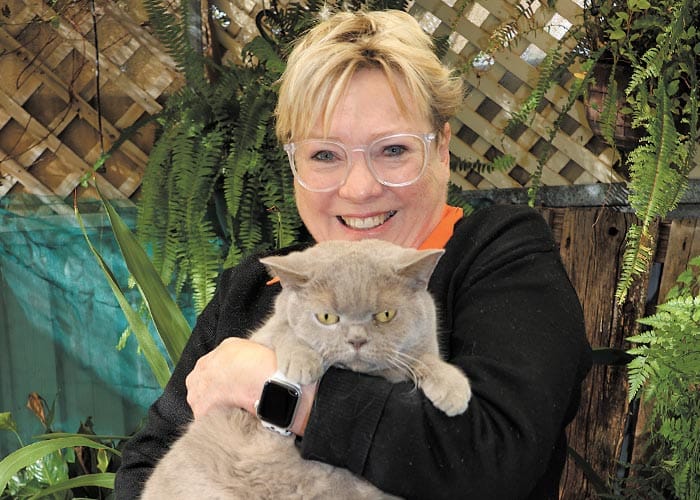 Council to pounce on stray cats