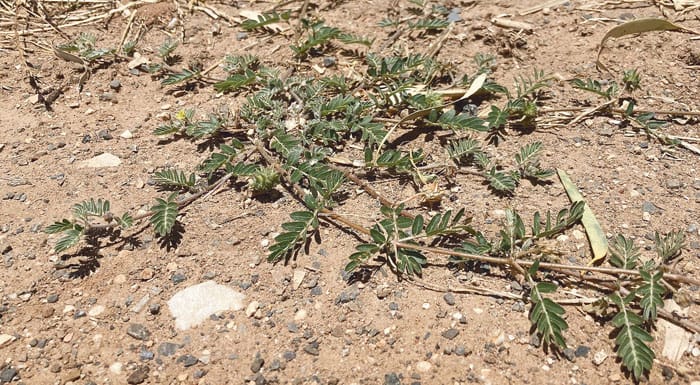 Battle against burr weeds to continue