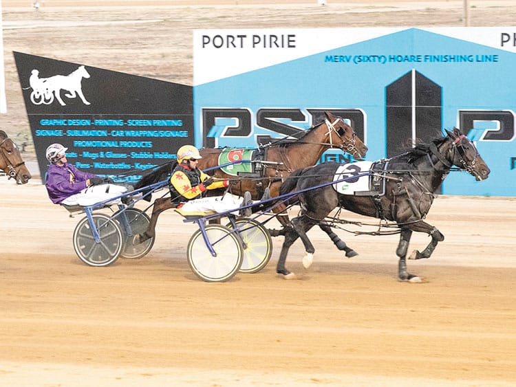 YP harness racing news