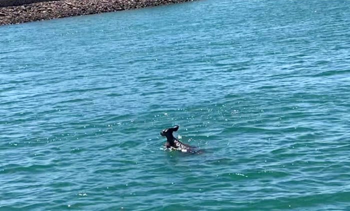 Skip rescued after sea dip