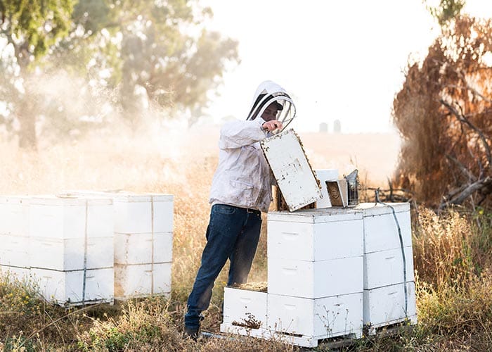 Varroa mite threatens upcoming SA almond pollination