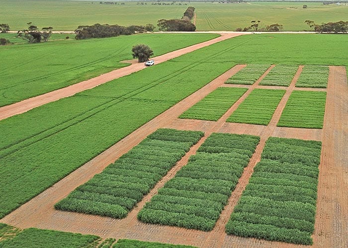 New report highlights best grain varieties